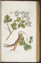 Planche 408, Alexanders, de 