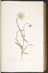 Planche 42, Marguerite, de 