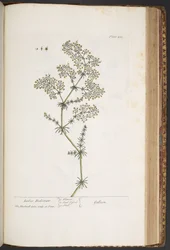 Planche 435, Ladies Bedstraw, de 