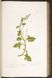Planche 49, Épinard, tirée de « Curieux herbier »