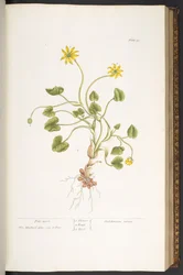 Planche 51, Herbe aux Hémorroïdes, de 