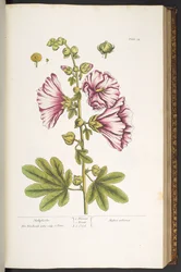 Planche 54, Roses Trémières, de 