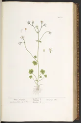Planche 56, Saxifrage Blanche, de 