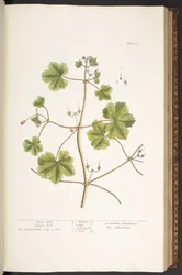 Planche 58, Pied de colombe, Géranium des prés, de 
