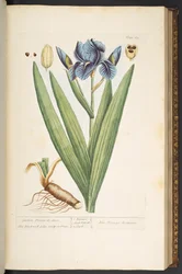 Planche 69, Fleur-de-Lys de Jardin, de 