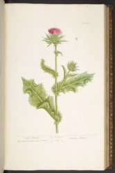 Planche 79, Chardon des Dames, de 