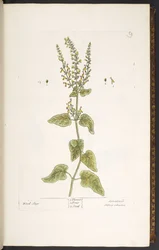 Planche 9, Sauge des bois, de 