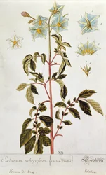 Fleurs de pomme de terre, planche de 