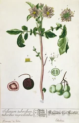 Plante et fruit de pomme de terre, planche de 