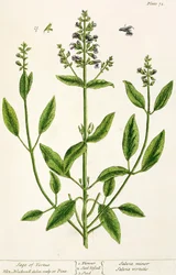 Salviam de 