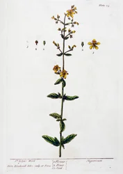 Millepertuis