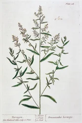 Estragon, 1782