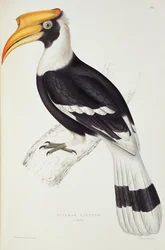 Buceros cavatus, de «Un siècle d