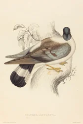 Columba Leuconota (Pigeon des neiges)