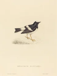 Enicurus Scouleri (Petite Forktail)