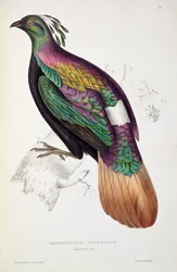 Faisan lophophore de l