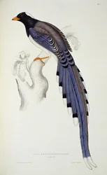 Pica Erythrorhyncha, de 