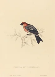 Pyrrhula Erythrocephala (Bouvreuil à tête rouge)