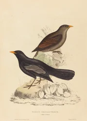 Turdus Poecilopterus (Grive aztèque)
