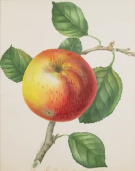 Une pomme, vers 1835