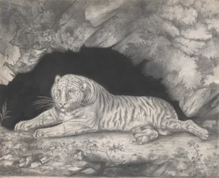 Un tigre couché à l
