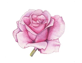 Rose rose, 2012 (aquarelle)