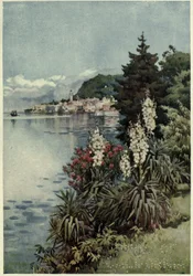 Un groupe de yuccas, Villa Melzi, Lago di Como, Illustration de 