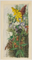 Fleurs sauvages