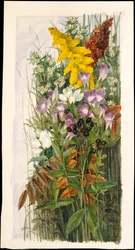 Fleurs sauvages