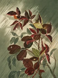 Feuilles d