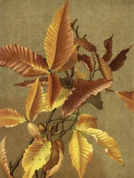 Feuilles d