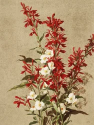 Fleurs de cardinal