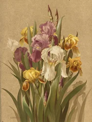 Fleur De Lis, No. 3