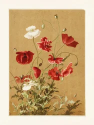 « Poppies n° 3 » d
