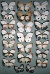 Vingt-Deux Papillons