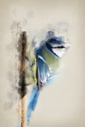 Mésange bleue à l