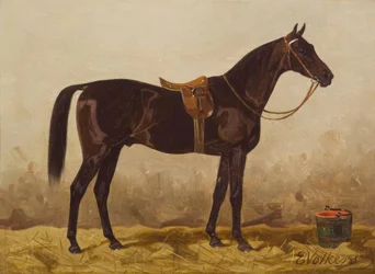 E. Volkers, cheval noir sellé