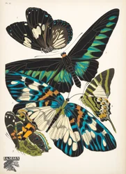 Planche 10, de Papillons, pub. 1925