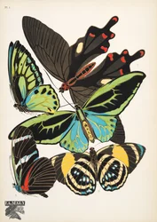 Planche 1, de Papillons, pub. 1925