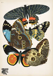 Planche 2, de Papillons, pub. 1925