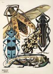 Planche 3 de Insectes, pub. années 1930