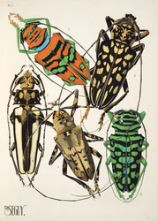 Planche 4 de Insectes, pub. années 1930