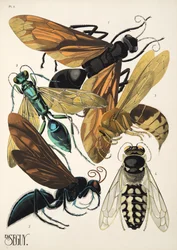 Planche 6 de Insectes, pub. années 1930