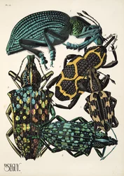 Planche 14 de Insectes, pub. années 1930