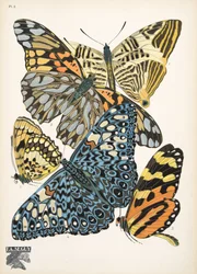 Planche 3, de Papillons, pub. 1925