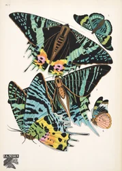 Planche 7, de Papillons, pub. 1925