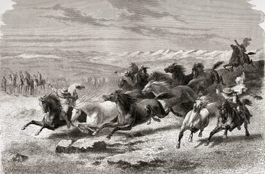 Gauchos argentins rassemblant des chevaux sauvages, illustration de 