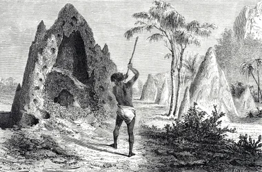 Nids des termites (gravure)