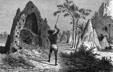 Village de termites guerriers, Afrique. Gravure 1897