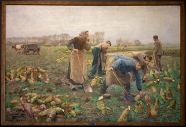 Récolte de betteraves